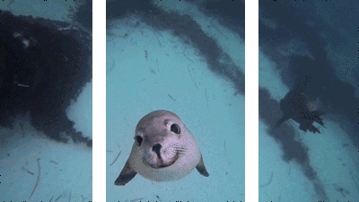 1565865344251606.gif 640 (8).gif